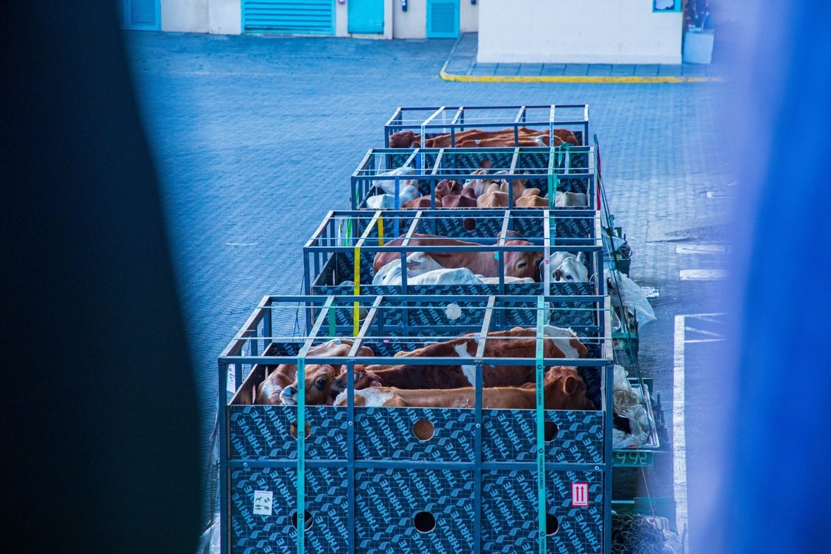 Kenya Airways flies over 50 ‘VIP cattle’ to Nigeria in unique Cargo operation.